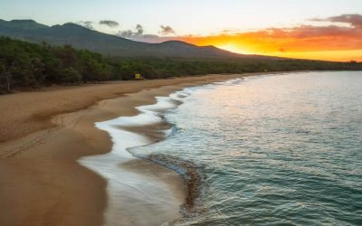 Maui Branding Magic: Where to Find Cohesive Design Solutions